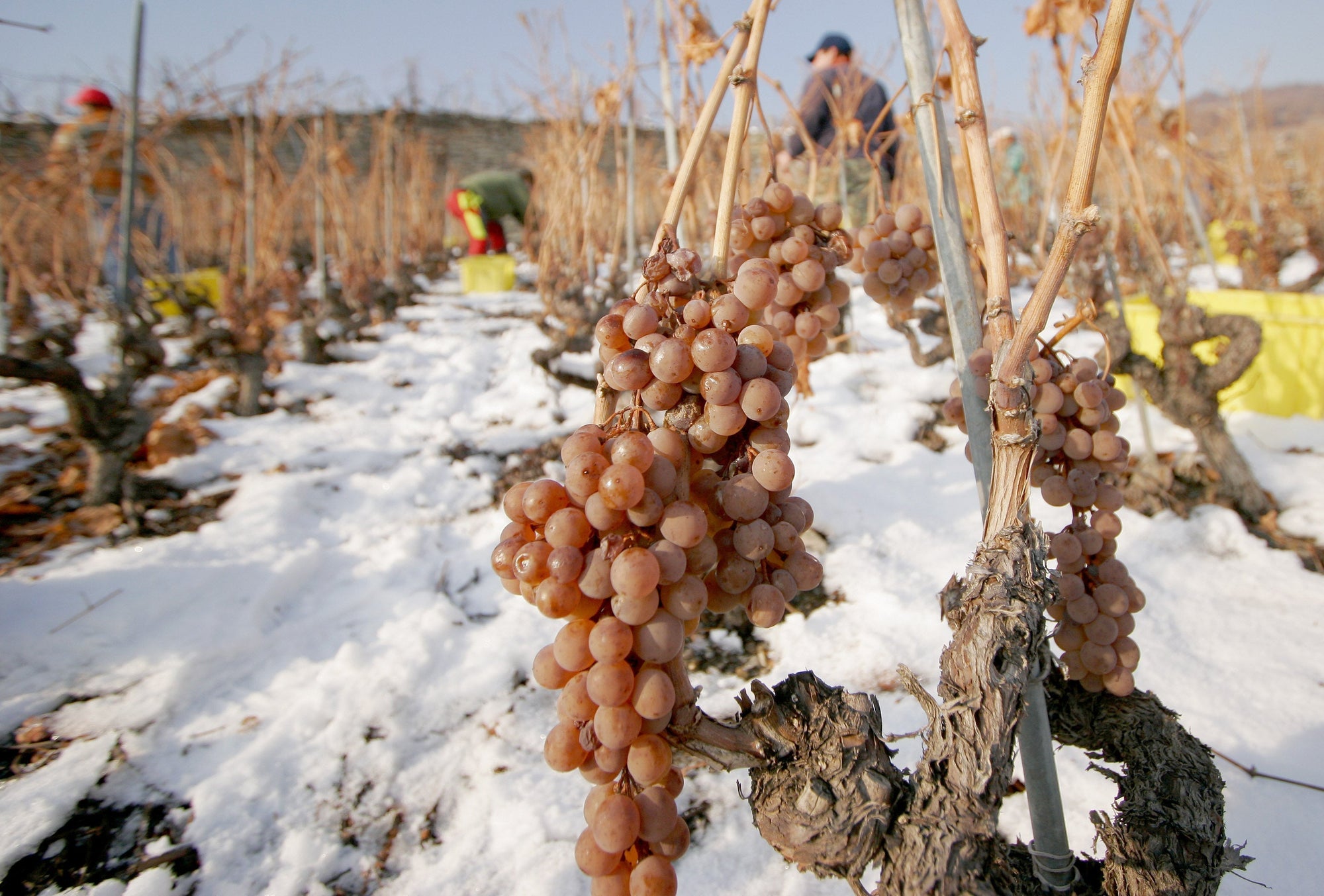 Le MITIS : l’art subtil des vendanges tardives du Valais
