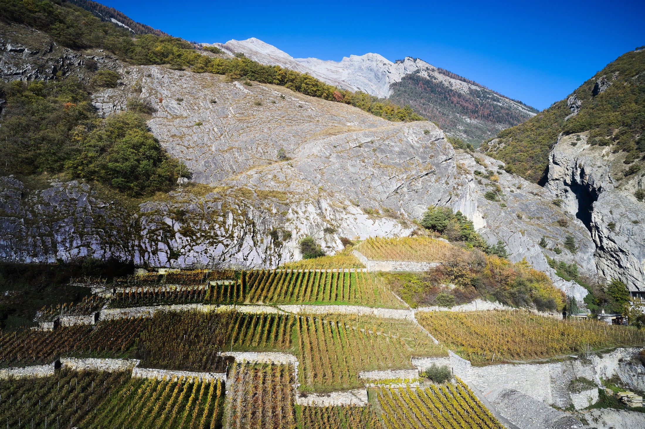 Au cœur de la viticulture biologique en Valais : l’engagement derrière nos vins bio
