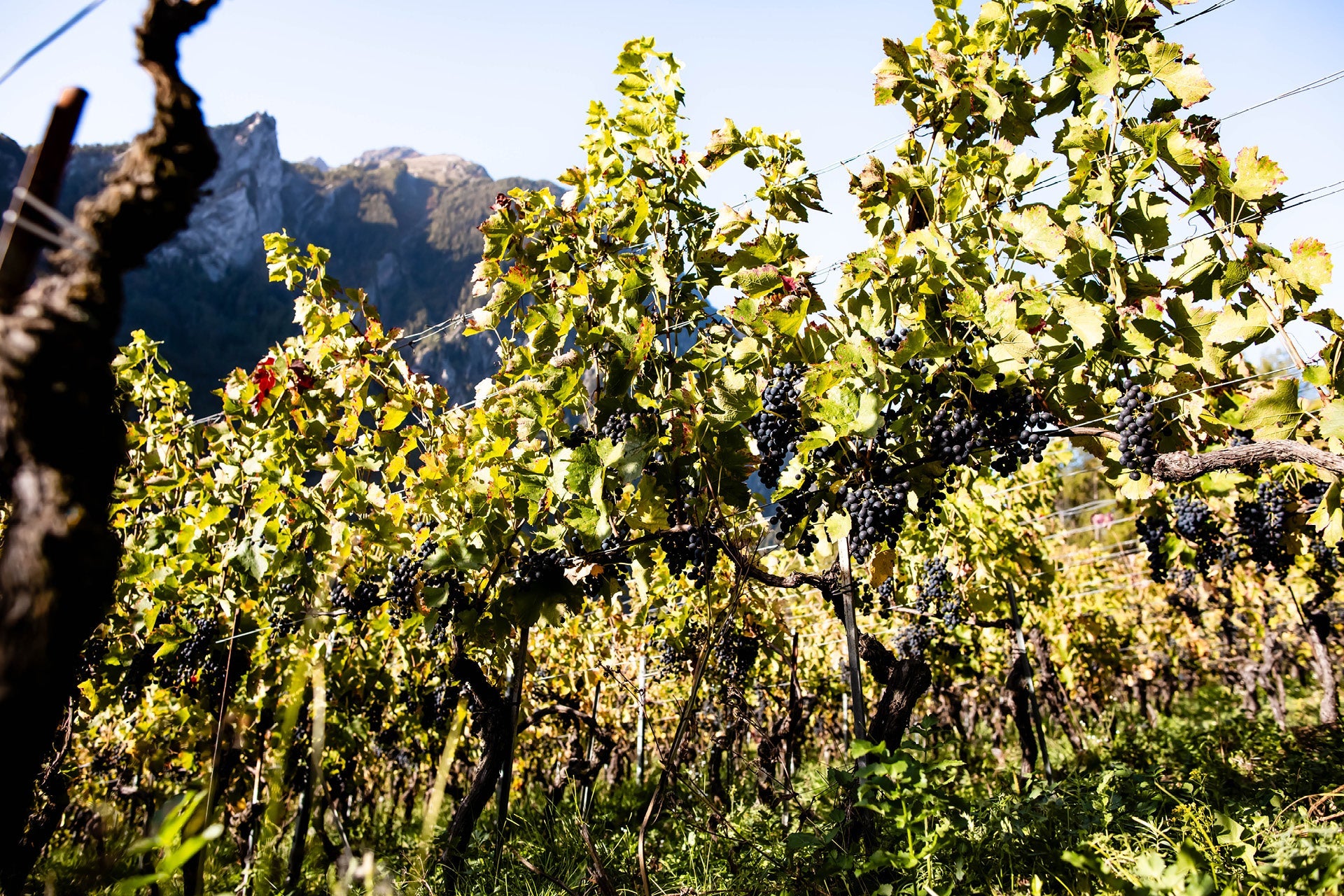 Au Coeur des Vendanges 2024