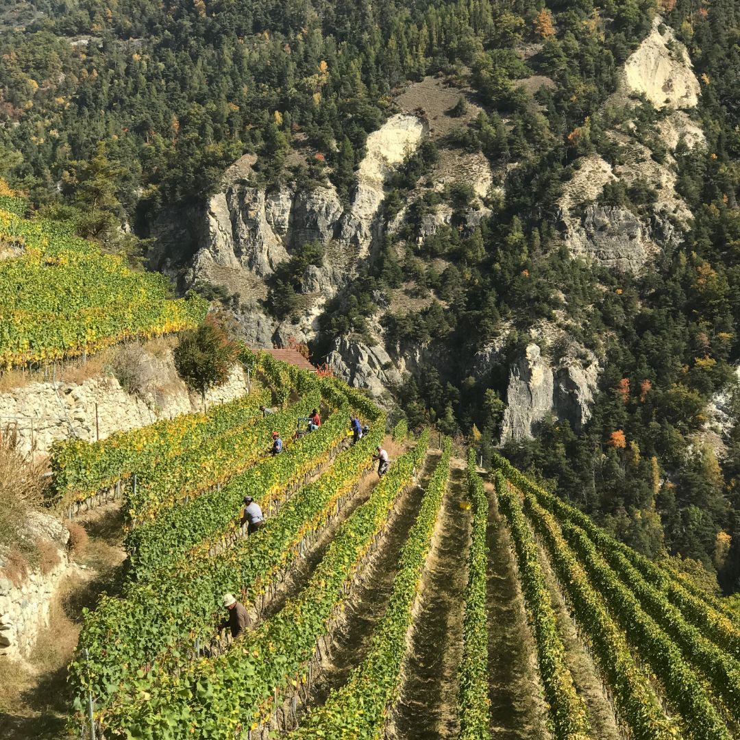 CLOS DE LA COUTA, Pinot Noir de Vex